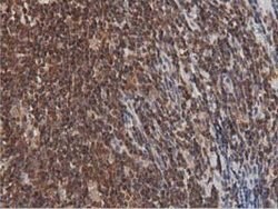 DNAJA2 Mouse anti-Canine, Human, Rat, Clone: OTI1G3, lyophilized, TrueMAB