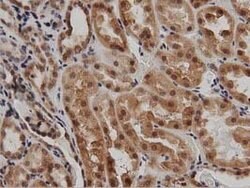 DNAJA2 Mouse anti-Canine, Human, Rat, Clone: OTI1G3, lyophilized, TrueMAB