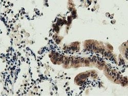 DNAJA2 Monoclonal Antibody (OTI3H10), TrueMAB , OriGene 100 &mu;L; Unconjugated:Antibodies,