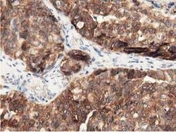 DNAJA2 Monoclonal Antibody (OTI3H10), TrueMAB , OriGene 100 &mu;L; Unconjugated:Antibodies,