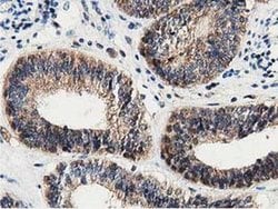 DNAJA2 Monoclonal Antibody (OTI3H10), TrueMAB , OriGene 100 &mu;L; Unconjugated:Antibodies,
