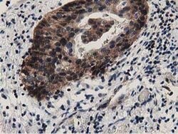 DNAJA2 Monoclonal Antibody (OTI3H10), TrueMAB , OriGene 100 &mu;L; Unconjugated:Antibodies,