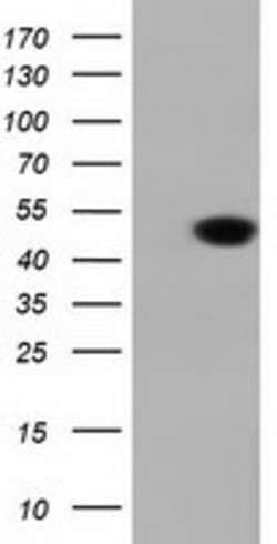 DNAJA2 Mouse anti-Human, Clone: OTI1C4, lyophilized, TrueMAB 100 &mu;g;