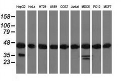 DNAJA2 Monoclonal Antibody (OTI3A11), TrueMAB , OriGene 30 &mu;L; Unconjugated:Antibodies,
