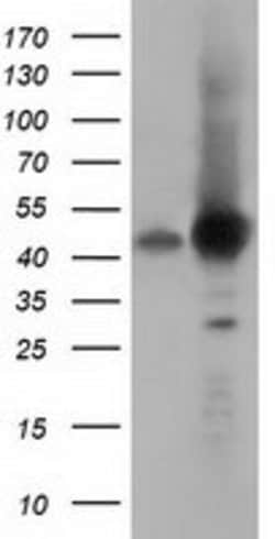 DNAJA2 Mouse anti-Canine, Human, Rat, Clone: OTI1G3, lyophilized, TrueMAB