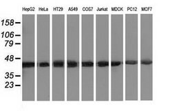 DNAJA2 Mouse anti-Canine, Human, Rat, Clone: OTI1G3, lyophilized, TrueMAB