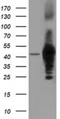 DNAJA2 Monoclonal Antibody (OTI3H10), TrueMAB , OriGene 100 &mu;L; Unconjugated:Antibodies,