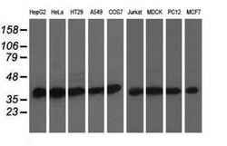 DNAJA2 Monoclonal Antibody (OTI3H10), TrueMAB , OriGene 100 &mu;L; Unconjugated:Antibodies,