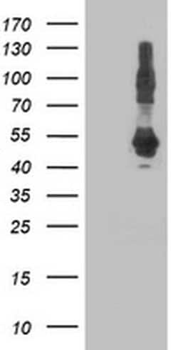 DNAJA2 Monoclonal Antibody (OTI1G9), TrueMAB , OriGene:Antibodies:Primary