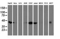 DNAJA2 Monoclonal Antibody (OTI1G9), TrueMAB , OriGene 30 &mu;L; Unconjugated:Antibodies,