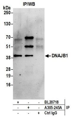 DNAJB1/Hsp40 Rabbit anti-Human, Polyclonal, Bethyl Laboratories 100 &mu;L;