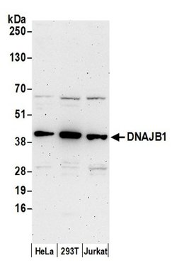 DNAJB1/Hsp40 Rabbit anti-Human, Polyclonal, Bethyl Laboratories 100 &mu;L;