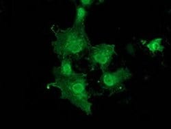 DNAJB1 Monoclonal Antibody (OTI1A12), TrueMAB , OriGene 100 &mu;L; Unconjugated:Antibodies,