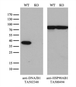 DNAJB1 Monoclonal Antibody (OTI1H8), TrueMAB , OriGene 30 &mu;L; Unconjugated:Antibodies,