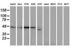 DNAJB1 Monoclonal Antibody (OTI1A12), TrueMAB , OriGene 100 &mu;L; Unconjugated:Antibodies,