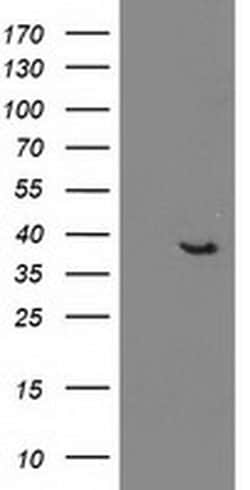 DNAJB1 Monoclonal Antibody (OTI1E10), TrueMAB , OriGene:Antibodies:Primary