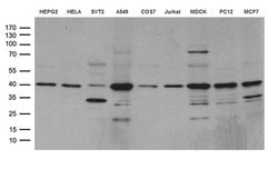 DNAJB1 Monoclonal Antibody (OTI1H8), TrueMAB , OriGene 100 &mu;L; Unconjugated:Antibodies,