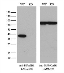 DNAJB1 Monoclonal Antibody (OTI1H8), TrueMAB , OriGene:Antibodies:Primary