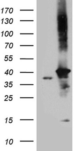 DNAJB4 Monoclonal Antibody (OTI2F8), TrueMAB , OriGene:Antibodies:Primary