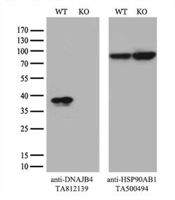 DNAJB4 Monoclonal Antibody (OTI2F8), TrueMAB , OriGene:Antibodies:Primary