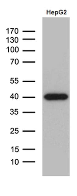 DNAJB4 Monoclonal Antibody (OTI2F8), TrueMAB , OriGene 100 &mu;L; Unconjugated:Antibodies,