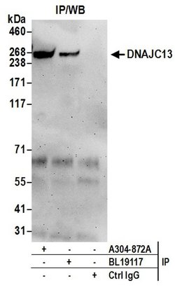 DNAJC13 Rabbit anti-Human, Mouse, Polyclonal, Bethyl Laboratories 100 &mu;L;