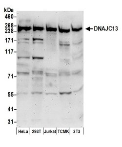 DNAJC13 Rabbit anti-Human, Mouse, Polyclonal, Bethyl Laboratories 100 &mu;L;