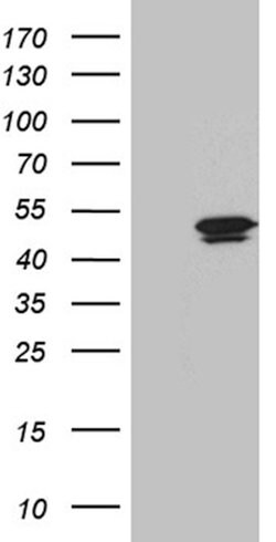 DNHL1 Monoclonal Antibody (OTI5C2), TrueMAB , OriGene 100 &mu;L; Unconjugated:Antibodies,