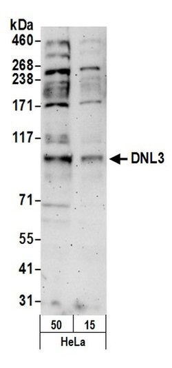 DNL3 Rabbit anti-Human, Polyclonal, Bethyl Laboratories 100 &mu;L; Unconjugated:Antibodies,