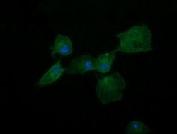 DNM1L Mouse anti-Human, Clone: OTI3F3, lyophilized, TrueMAB 100 &mu;g;