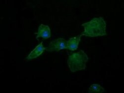DNM1L Monoclonal Antibody (OTI3F3), TrueMAB , OriGene 100 &mu;L; Unconjugated:Antibodies,