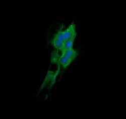 DNM1L Monoclonal Antibody (OTI1C1), TrueMAB , OriGene 100 &mu;L; Unconjugated:Antibodies,