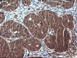 DNM1L Mouse anti-Human, Clone: OTI3F3, lyophilized, TrueMAB 100 &mu;g;