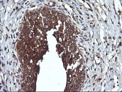 DNM1L Mouse anti-Human, Clone: OTI3F3, lyophilized, TrueMAB 100 &mu;g;