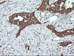 DNM1L Mouse anti-Human, Clone: OTI3F3, lyophilized, TrueMAB 100 &mu;g;
