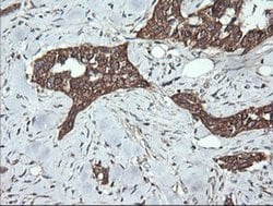 DNM1L Monoclonal Antibody (OTI3F3), TrueMAB , OriGene 100 &mu;L; Unconjugated:Antibodies,