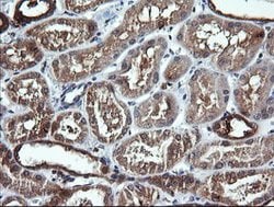 DNM1L Mouse anti-Human, Clone: OTI3F3, lyophilized, TrueMAB 100 &mu;g;