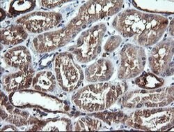DNM1L Monoclonal Antibody (OTI3F3), TrueMAB , OriGene 100 &mu;L; Unconjugated:Antibodies,