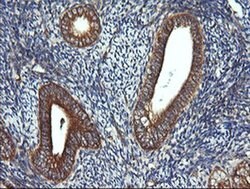 DNM1L Monoclonal Antibody (OTI4B5), TrueMAB , OriGene 100 &mu;L; Unconjugated:Antibodies,