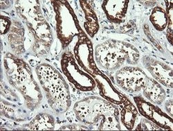 DNM1L Monoclonal Antibody (OTI4B5), TrueMAB , OriGene 100 &mu;L; Unconjugated:Antibodies,