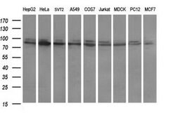 DNM1L Mouse anti-Human, Clone: OTI3F3, lyophilized, TrueMAB 100 &mu;g;