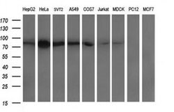 DNM1L Monoclonal Antibody (OTI1C1), TrueMAB , OriGene 100 &mu;L; Unconjugated:Antibodies,