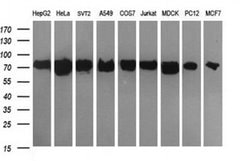 DNM1L Monoclonal Antibody (OTI4B5), TrueMAB , OriGene 100 &mu;L; Unconjugated:Antibodies,