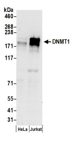 DNMT1 Polyclonal Antibody, Bethyl Laboratories:Antibodies:Primary Antibodies