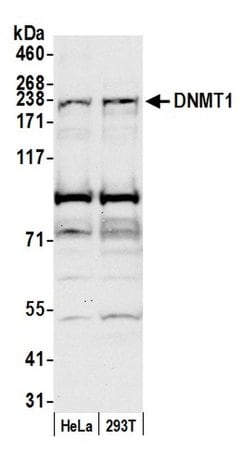 DNMT1 Polyclonal Antibody, Bethyl Laboratories 20 &mu;L; Unconjugated:Antibodies,