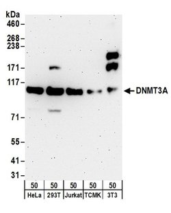 DNMT3A Rabbit anti-Human, Mouse, Polyclonal, Bethyl Laboratories 100 &mu;l;