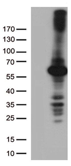 DNPEP Monoclonal Antibody (OTI8H3), TrueMAB , OriGene 100 &mu;L; Unconjugated:Antibodies,