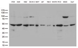 DNPEP Monoclonal Antibody (OTI8H3), TrueMAB , OriGene 100 &mu;L; Unconjugated:Antibodies,