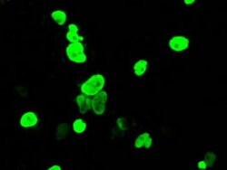 DNTTIP1 Monoclonal Antibody (OTI1F4), TrueMAB , OriGene 30 &mu;L; Unconjugated:Antibodies,