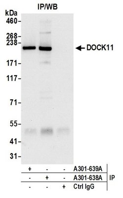 DOCK11 Rabbit anti-Human, Polyclonal, Bethyl Laboratories 10 &mu;L; Unconjugated:Antibodies,